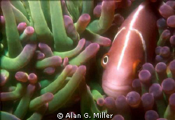 Dog tooth pinnacle, Nikonos V 35 mm with 1:2 extension tu... by Alan G. Miller 